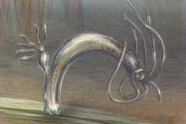 Kraken 12at
