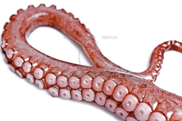 Kraken 6at