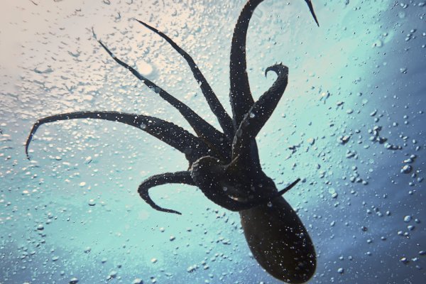 Kraken url