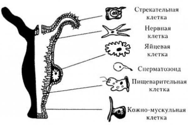 Kra42.cc